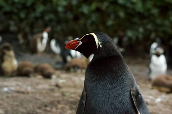 Natuur op 2: Penguins - Meet the Family